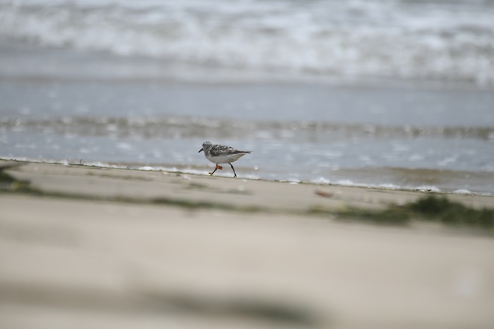 DSC_6033.JPG