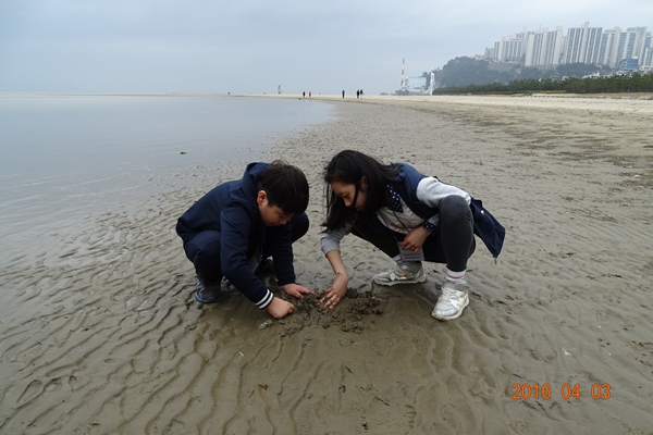 4모래해변생물탐사_160403_생체2016_5.jpg